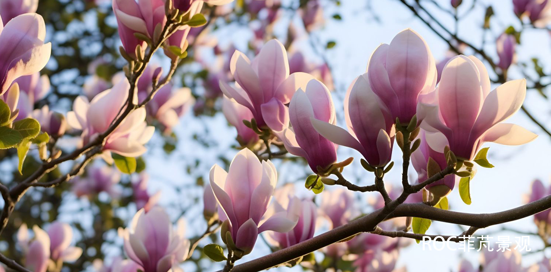 玉兰花1.jpg