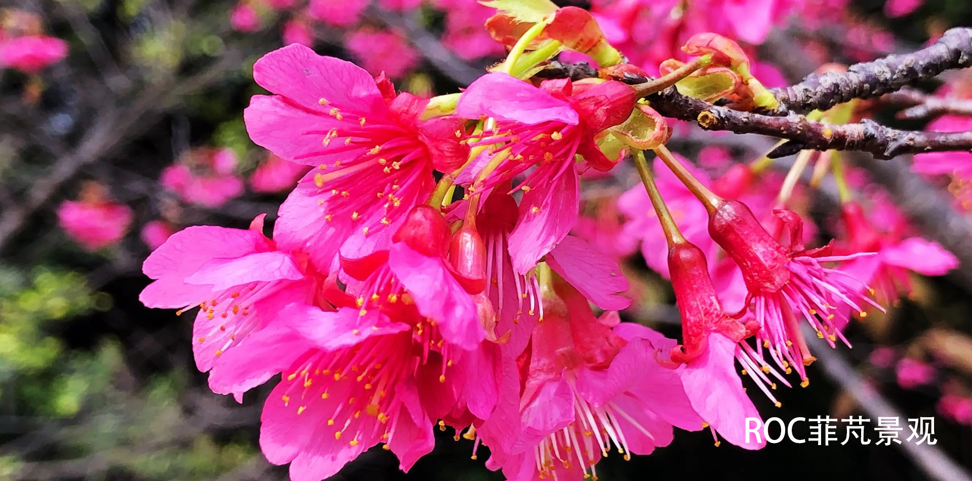 钟花樱桃.jpg